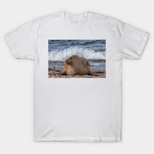 A common seal at Portgordon Scotland T-Shirt